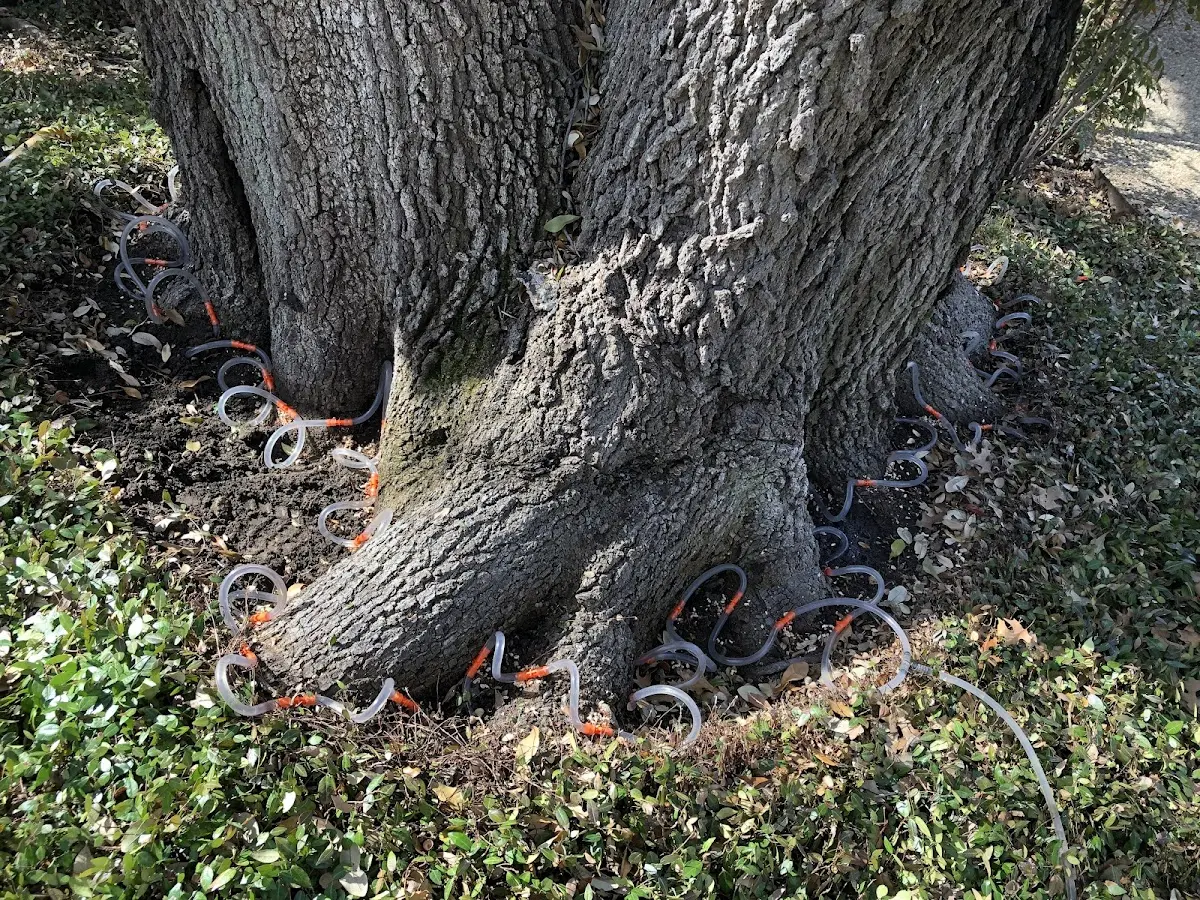 Detailed Tree Cabling and Bracing job site in Palmdale