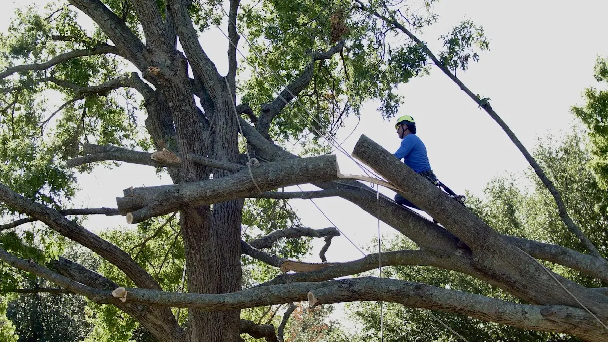 Professional Crown Thinning performed by certified arborists in Palmdale